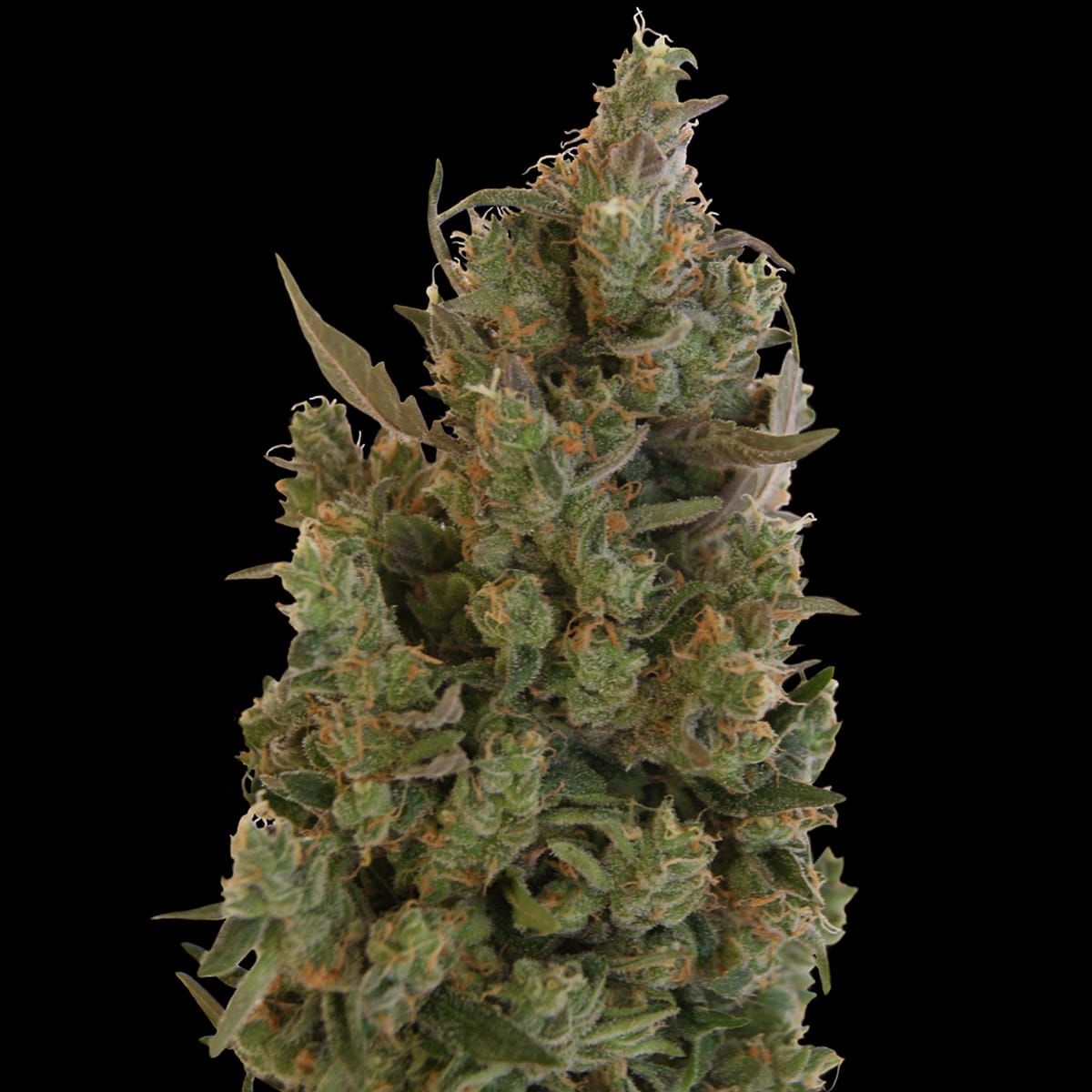 bf_blue_cheese_new_1200x1200pix_5