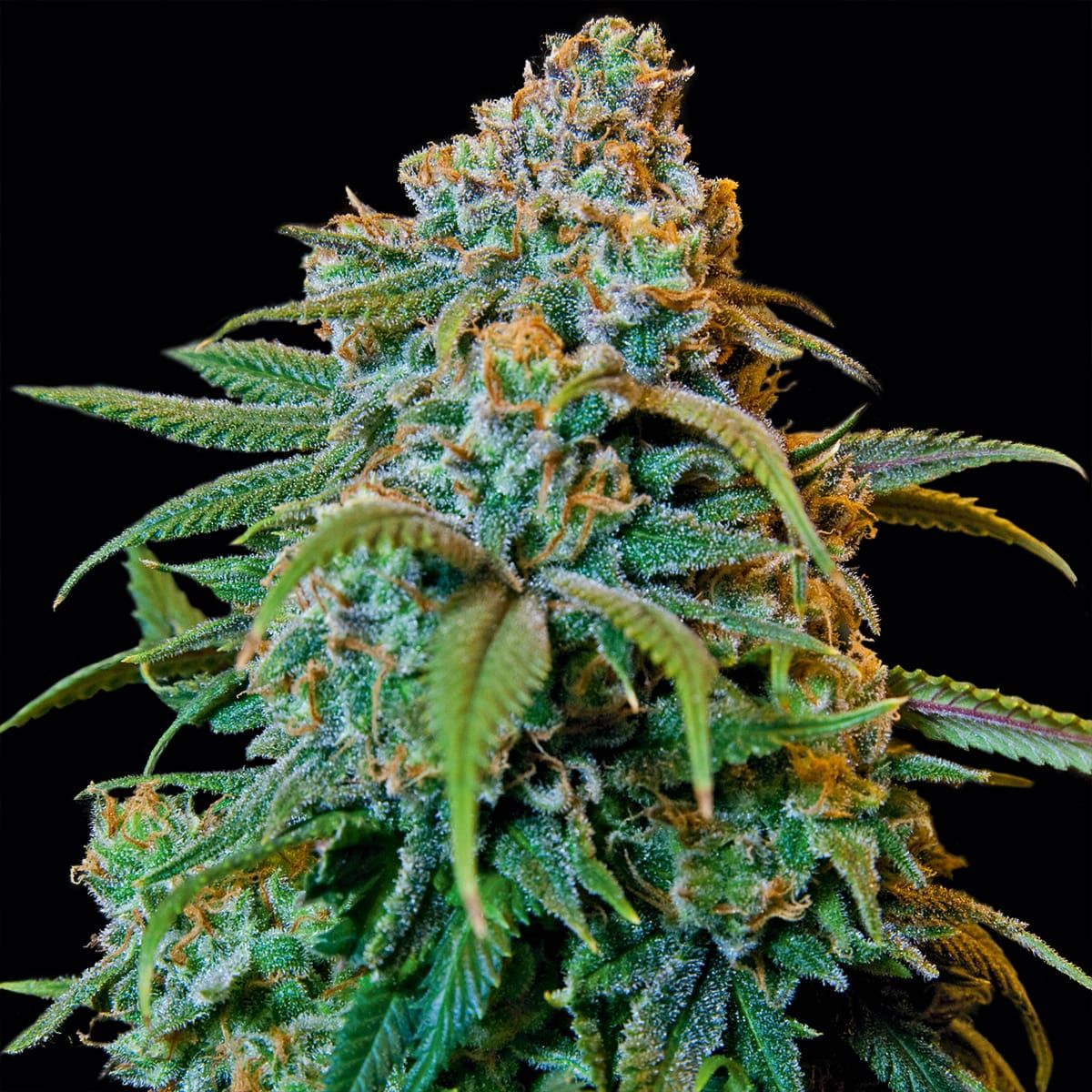 bf_liberty_haze_1200x1200_2