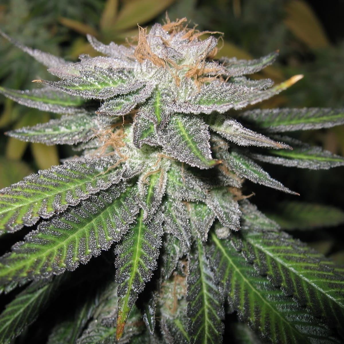 cali-connection-green-crack_1